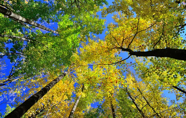 Autumn, the sky, leaves, trees, trunk, crown