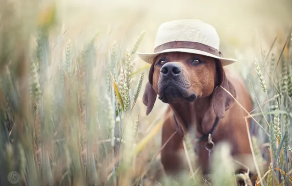 Picture field, summer, each, hat, dog