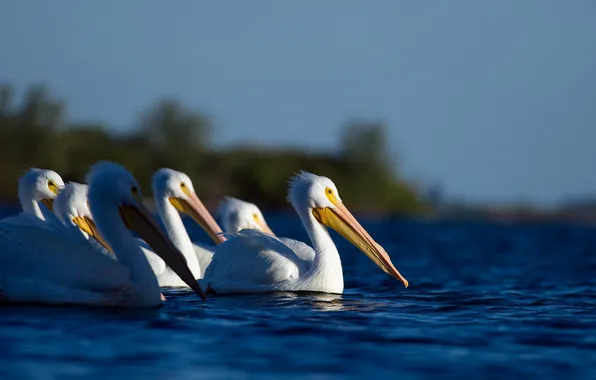 Birds, nature, pelicans
