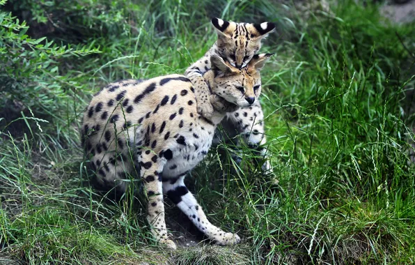 Grass, cats, family, hugs, cub, kitty, Serval