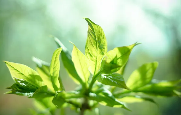 Picture the sun, plant, leaves, mint