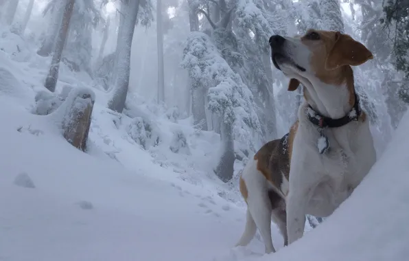 Picture winter, forest, snow, dog, the snow, Beagle