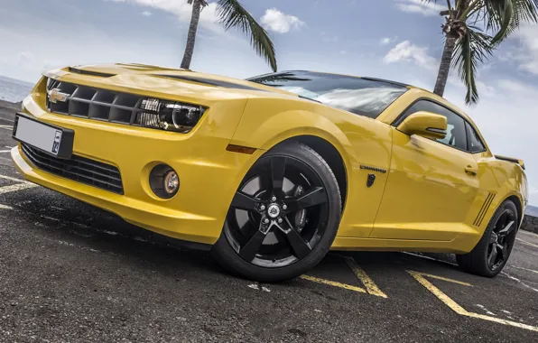 Picture Chevrolet, Camaro, Yellow, Palms