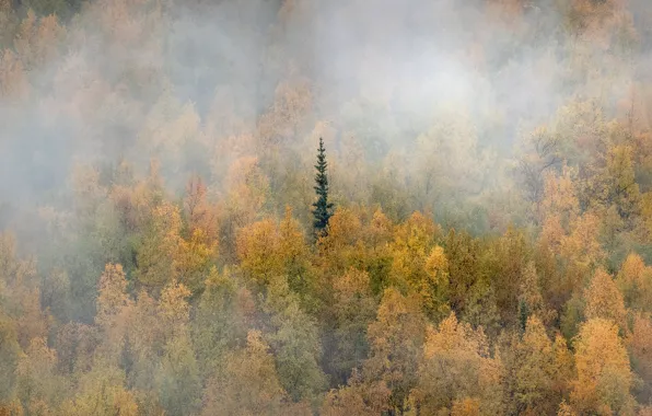 Picture autumn, forest, fog, Canada, Yukon