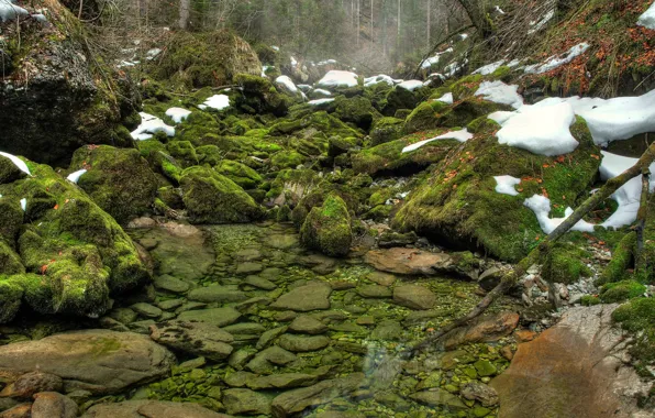 Picture greens, forest, water, snow, river, stones, moss