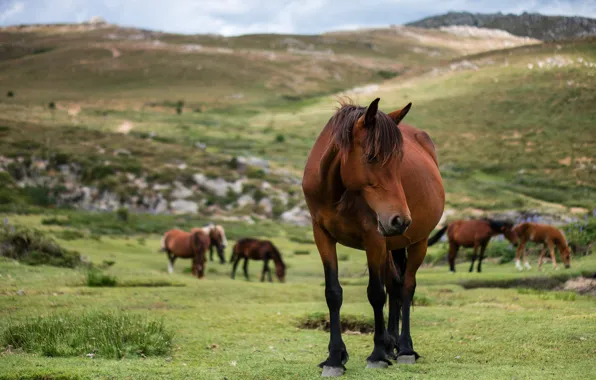 Field, grass, look, nature, pose, horse, hills, horse