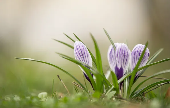 Nature, spring, crocuses, clearing, flowering