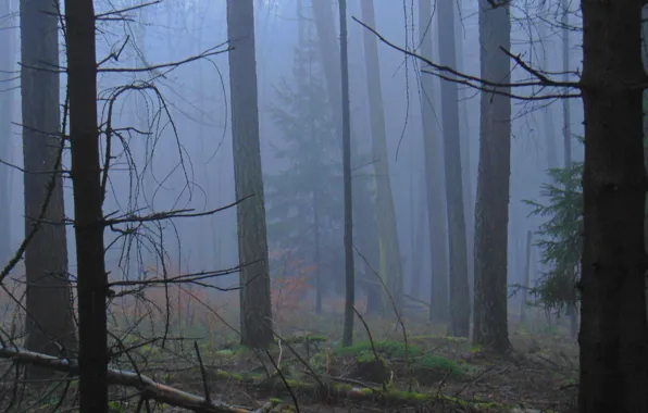 Forest, trees, nature, fog, Germany, Germany, Rhineland-Palatinate, Ralf Gotthardt