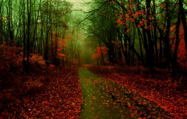 Picture road, autumn, forest, leaves, nature, fog, photo
