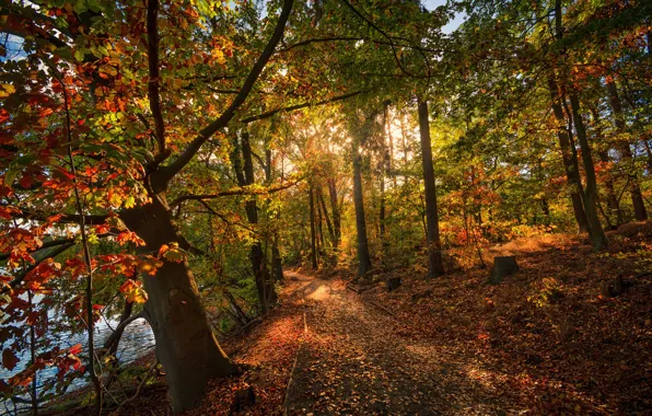 Picture autumn, leaves, trees, Park, foliage, track, path