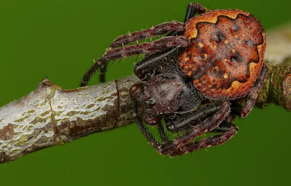 Picture macro, branches, green, background, spider, large, brown