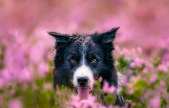 Picture field, flowers, nature, animal, dog, head, dog, the border collie