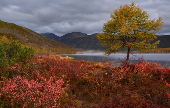 Autumn, forest, leaves, mountains, fog, lake, tree, hills