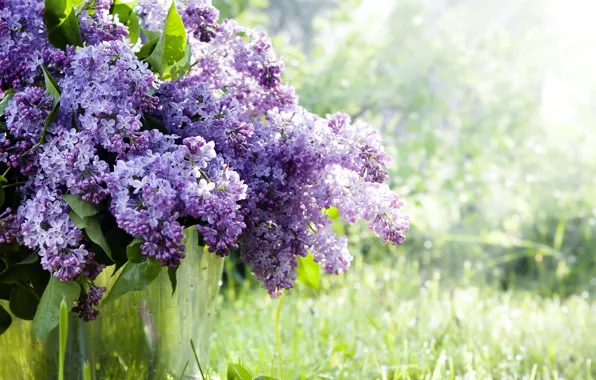 Picture grass, flowers, branches, nature, spring, bucket, lilac