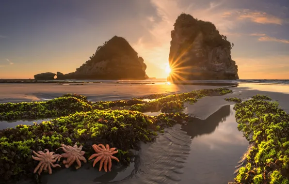Sea, the sun, rays, sunset, rocks, shore, coast, vegetation