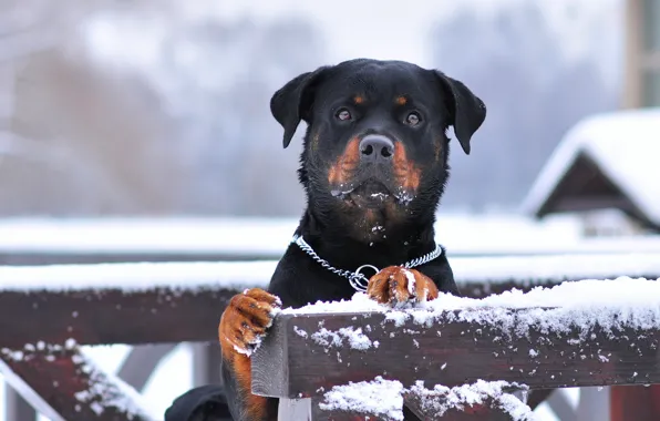 Each, dog, the guardian