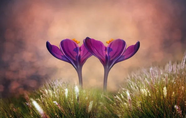 Grass, macro, flowers, crocuses, bokeh, two flowers