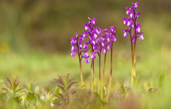Picture grass, flowers, nature, background, glade, blur, pink, flowers