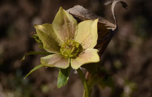 Flower, spring, hellebore