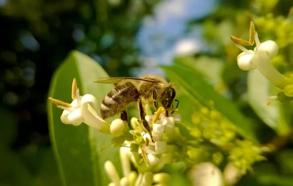 Picture honey, insect, bee, pollen