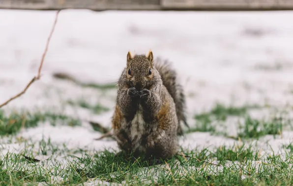 Snow, animal, protein