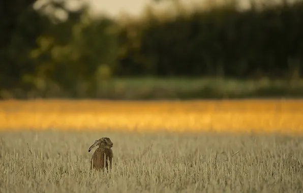 Picture vegetarian, Brown Hare, wheatfield