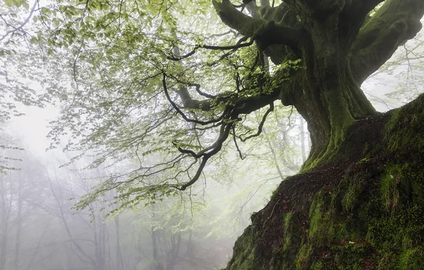 Picture forest, nature, tree