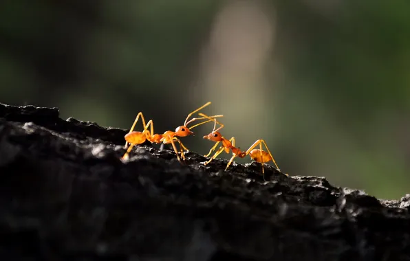 Macro, nature, ants