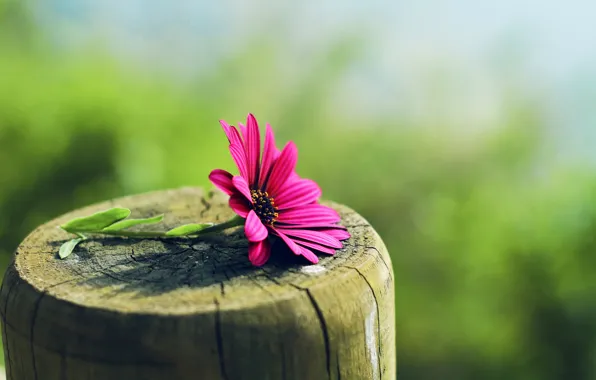Macro, trees, flowers, blur, stump