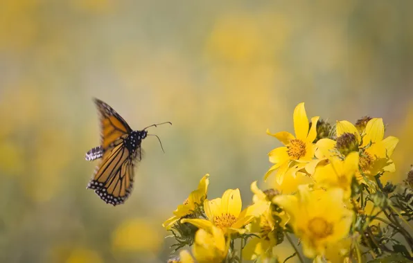 Picture flowers, background, in flight, yellow. butterfly