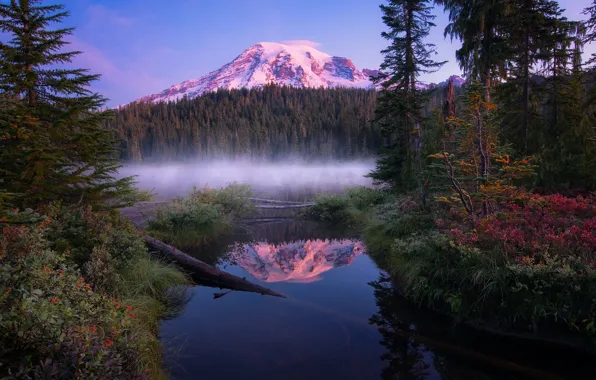 Forest, summer, reflection, mountain, USA