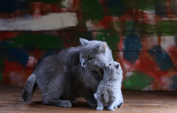 Cat, cats, kitty, paint, Board, baby, kitty, grey