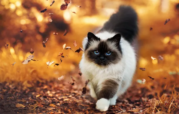 Picture autumn, leaves, Cat, fluffy