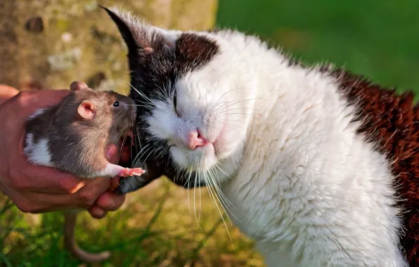 Cat, friends, rat