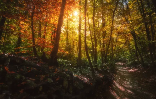 Road, autumn, forest, the sun, rays, light, trees, branches