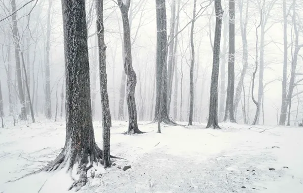 Picture forest, snow, trunks