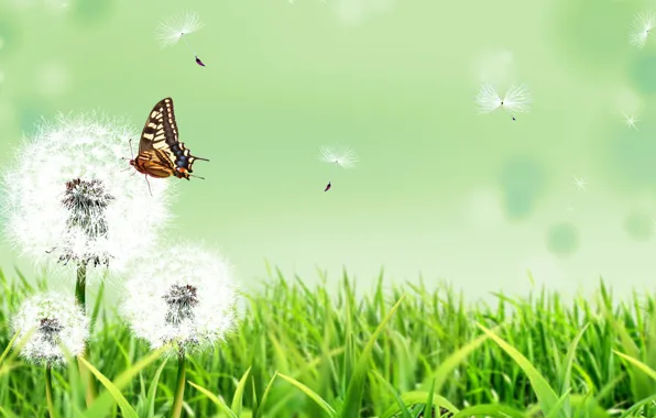 Picture summer, grass, flowers, nature, background, butterfly, dandelions