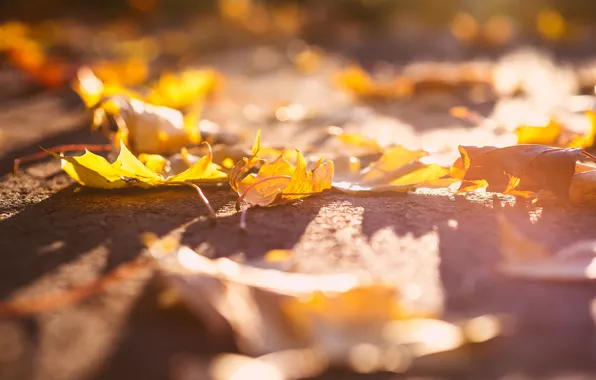 Leaves, light, nature