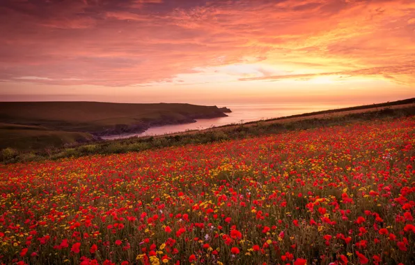 Summer, flowers, poppy field