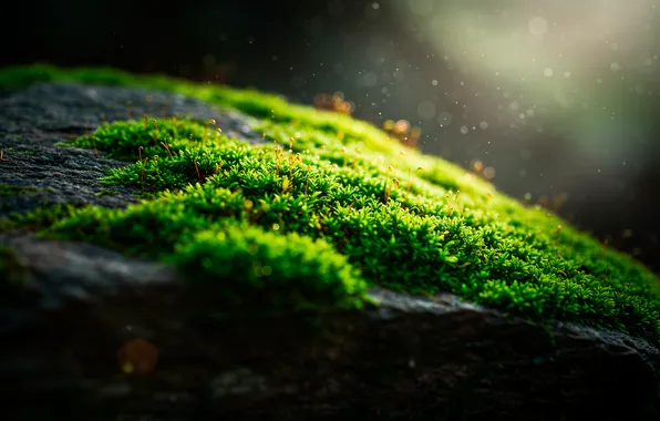 Macro, stone, moss, stone, dust, macro, bokeh, bokeh