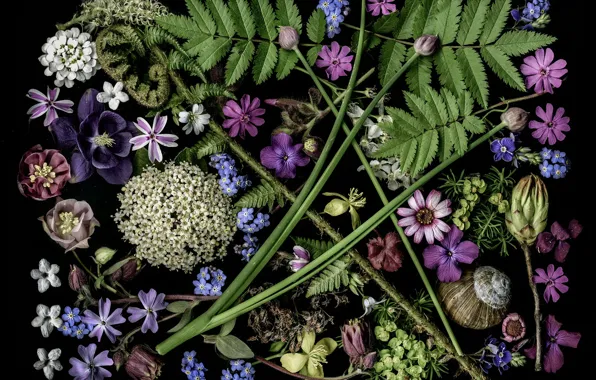 Leaves, shell, buds, fern, flowers, Aquilegia