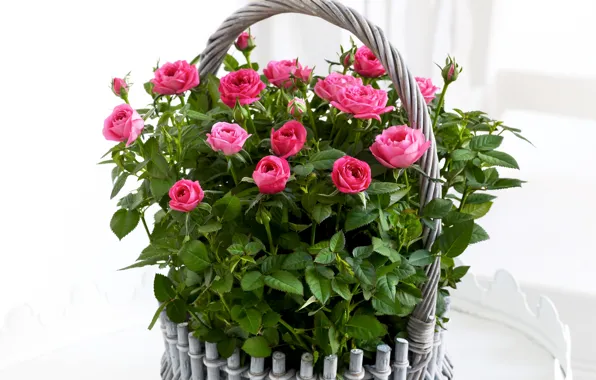 Picture flowers, basket, roses, colorful, pink, rose, beautiful