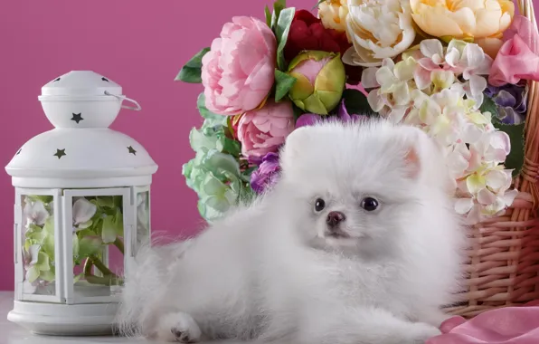 White, flowers, lights, Spitz