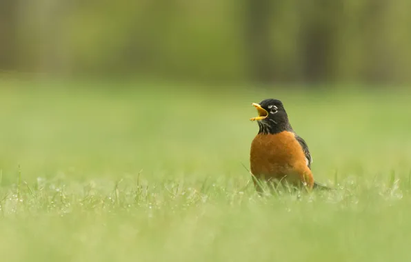 Picture grass, nature, bird, beak, well, Turdus migratorius