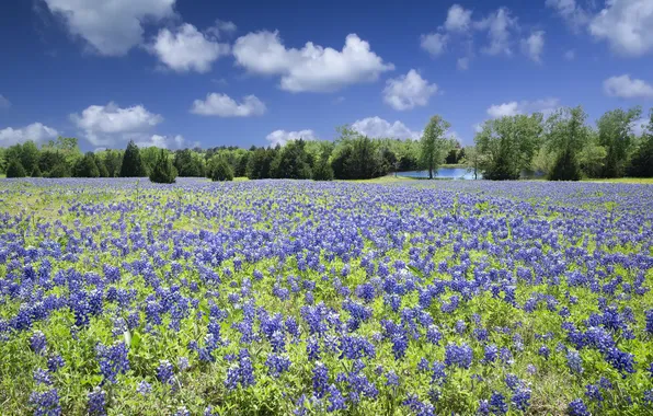 Field, flowers, lupins