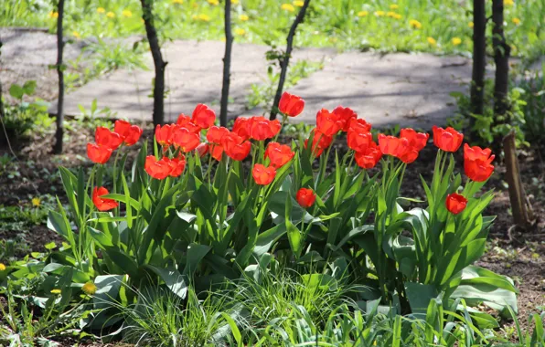 The sun, flowers, spring, Tulips, red flowers