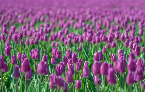 Picture field, flowers, blur, Tulips, raspberry