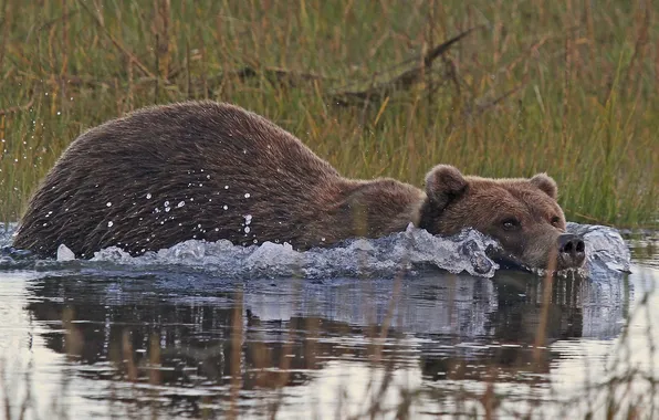 Water, swim, Alaska, brown bear, Kodiak