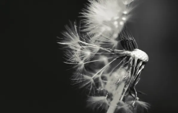 Photo, background, dandelion, Wallpaper, seeds, black and white, fuzzes