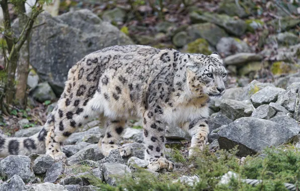 Picture cat, stones, IRBIS, snow leopard, ©Tambako The Jaguar